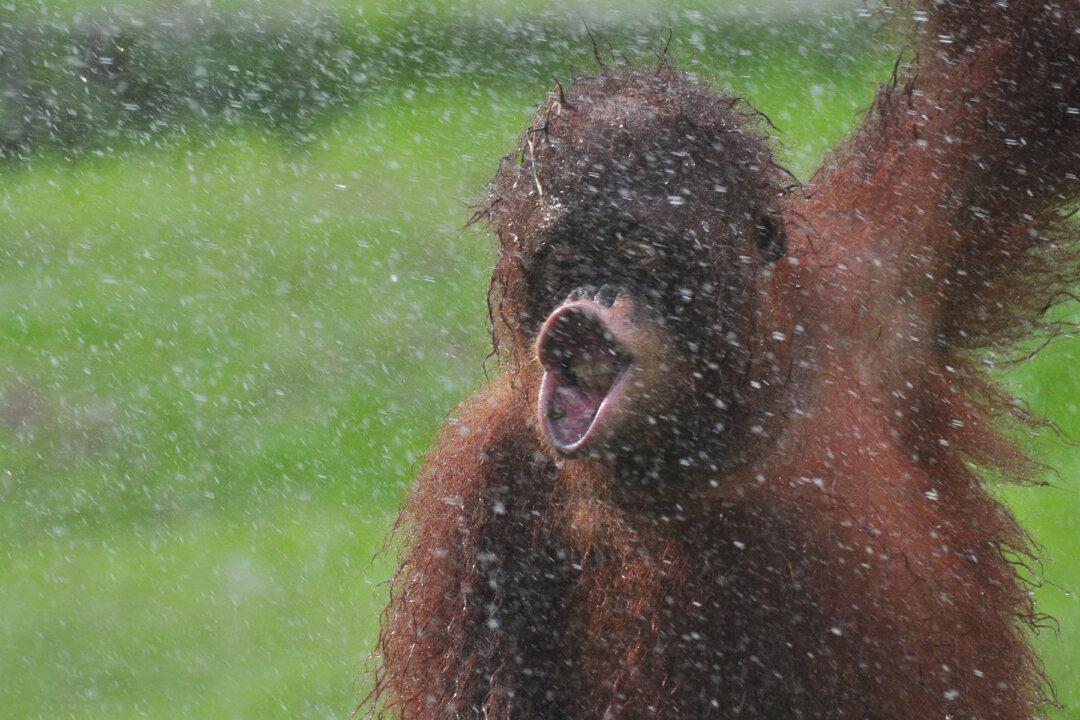 Photographer Captures Incredible Photos of Rescued Orangutan ‘Dancing in the Rain’
