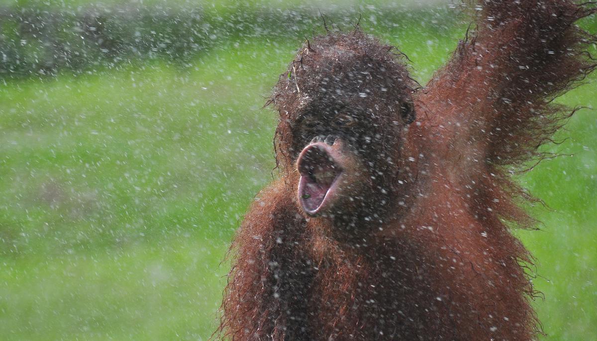 Photographer Captures Incredible Photos of Rescued Orangutan ‘Dancing in the Rain’