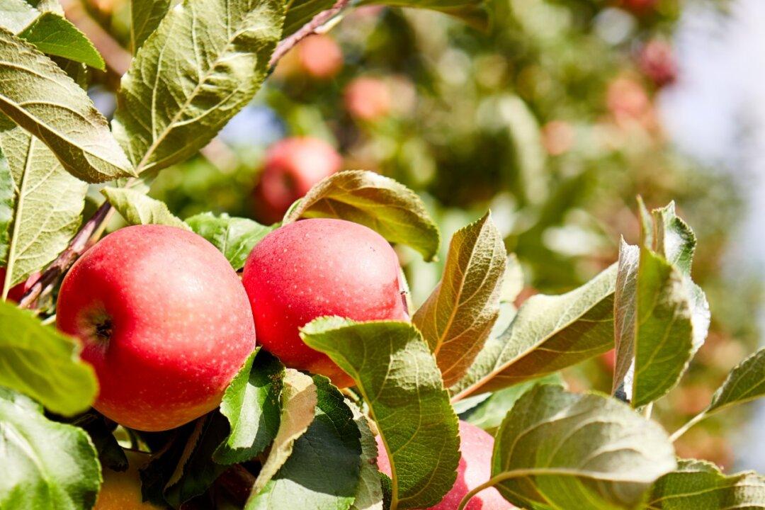 Seasonal Sips: Falling for Hard Cider