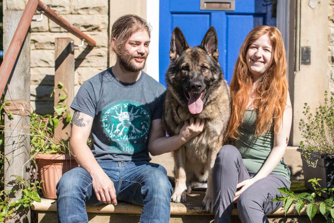 German Shepherd Was Stolen in Broad Daylight but Finds His Way Home 14 MONTHS LATER