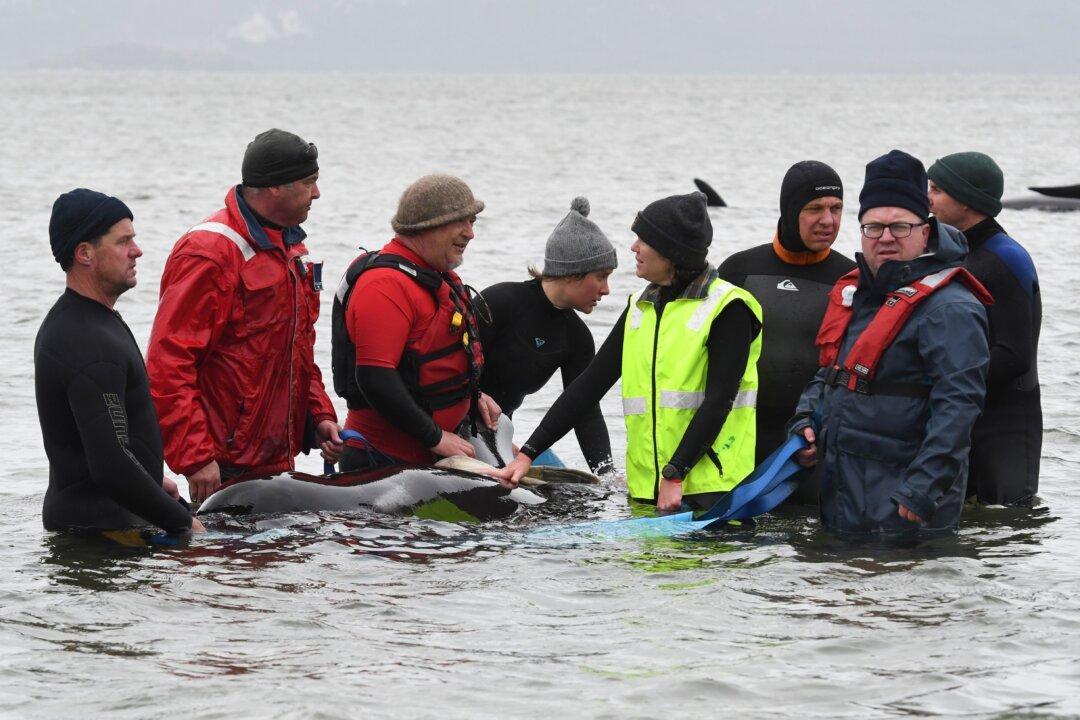 Social Pilot Whales Prone to Beaching