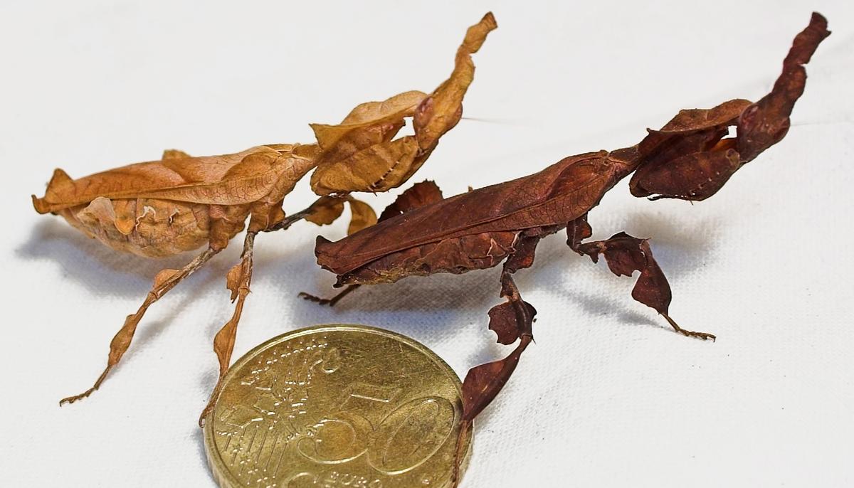 Meet the Ghost Mantis, an Elusive Species That Is Mistaken for a Dried Leaf