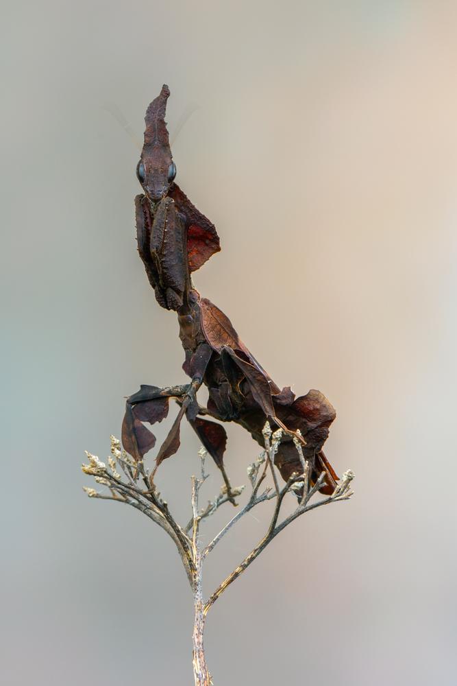 (Marek R. Swadzba/Shutterstock)