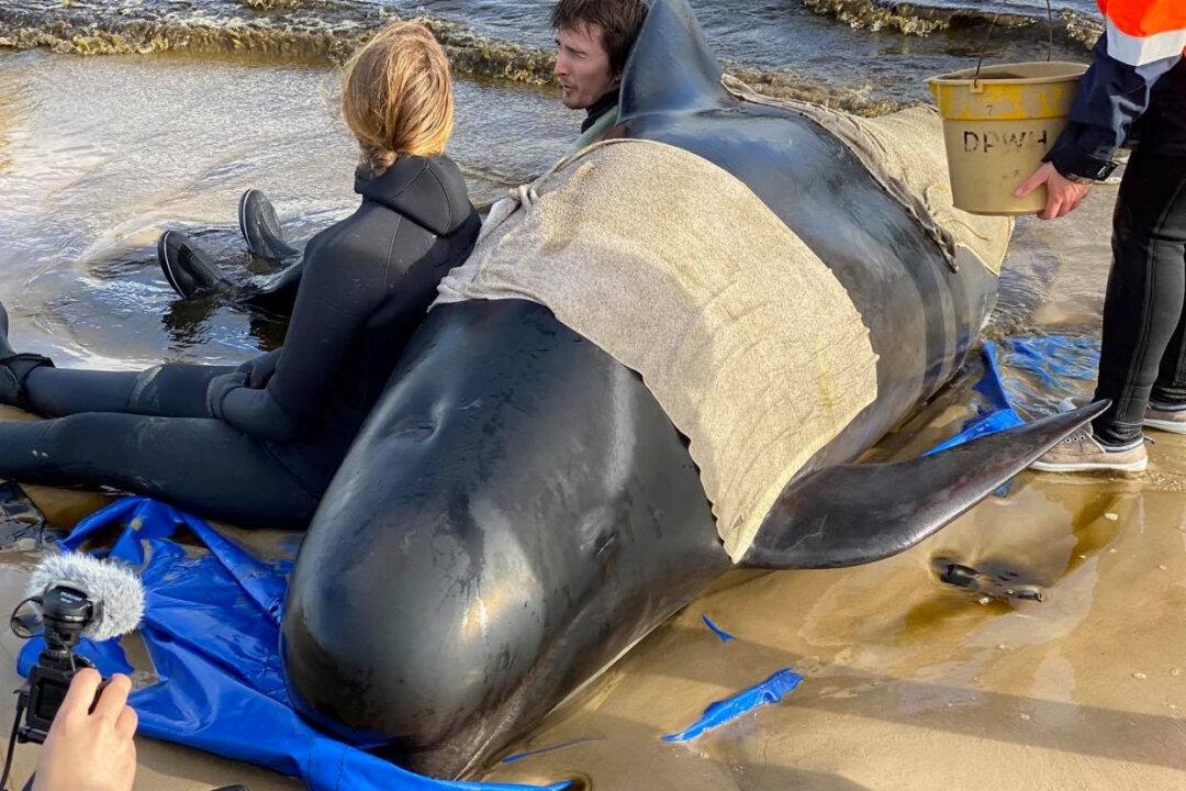 Mission Underway to Save 450 Dying Whales in Tasmania