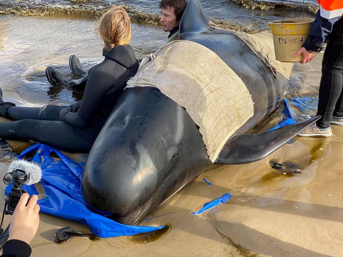 Mission Underway to Save 450 Dying Whales in Tasmania