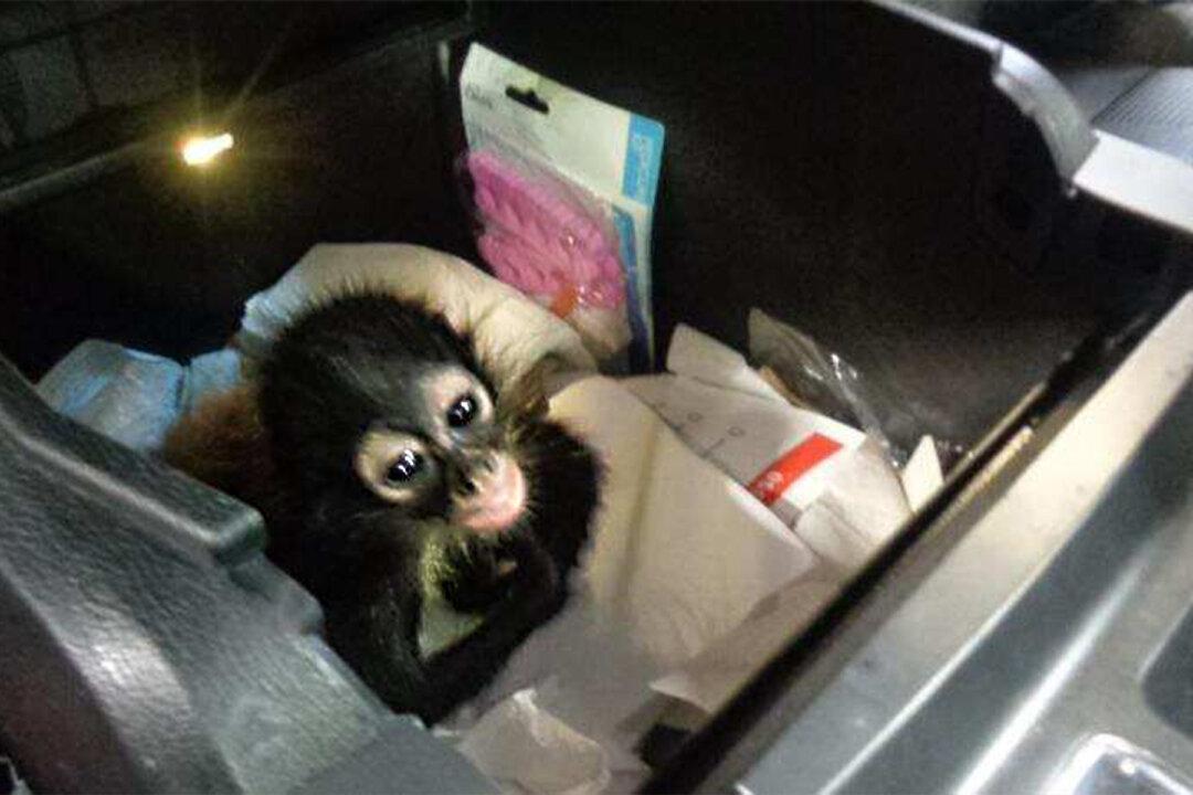 Border Officers Seize Baby Spider Monkey Hidden in Truck Console at US-Mexico Border