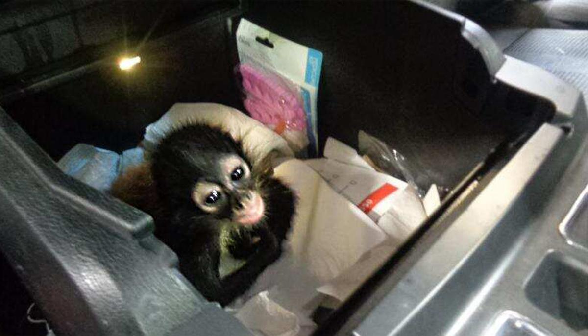 Border Officers Seize Baby Spider Monkey Hidden in Truck Console at US-Mexico Border