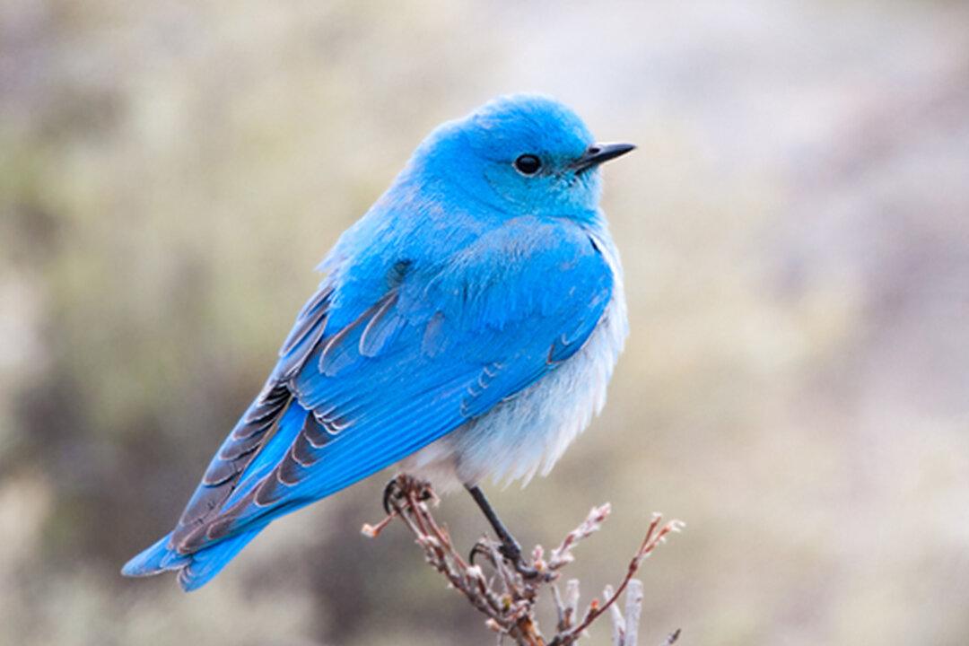 Beautiful Mountain Bluebirds Are the BLUEST of All Bluebirds–and They’re on the Rise