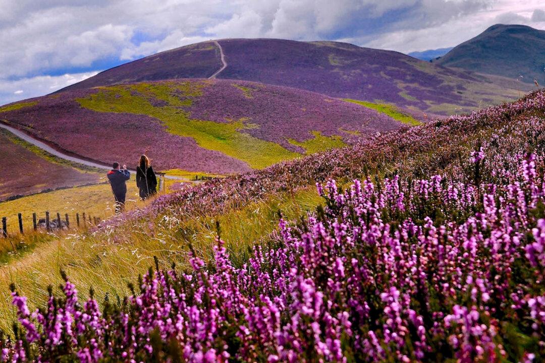 Spectacular Images Depict Beautiful Heather Blooms Across Picturesque Landscape in Scotland
