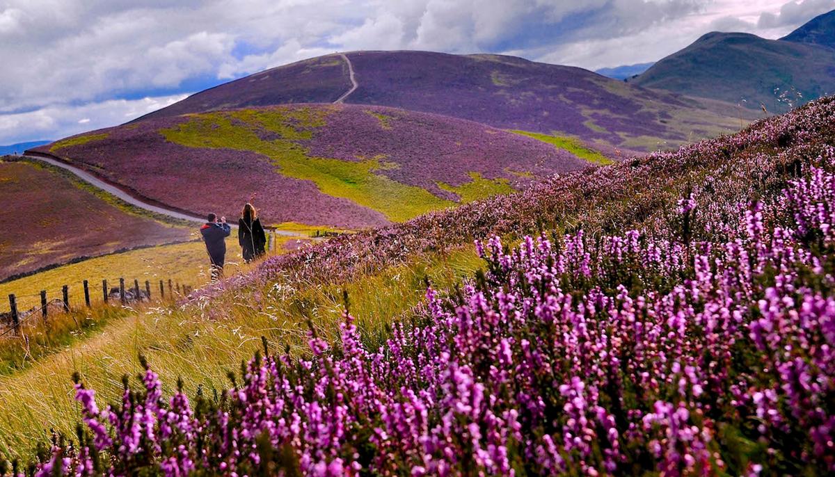 Spectacular Images Depict Beautiful Heather Blooms Across Picturesque Landscape in Scotland