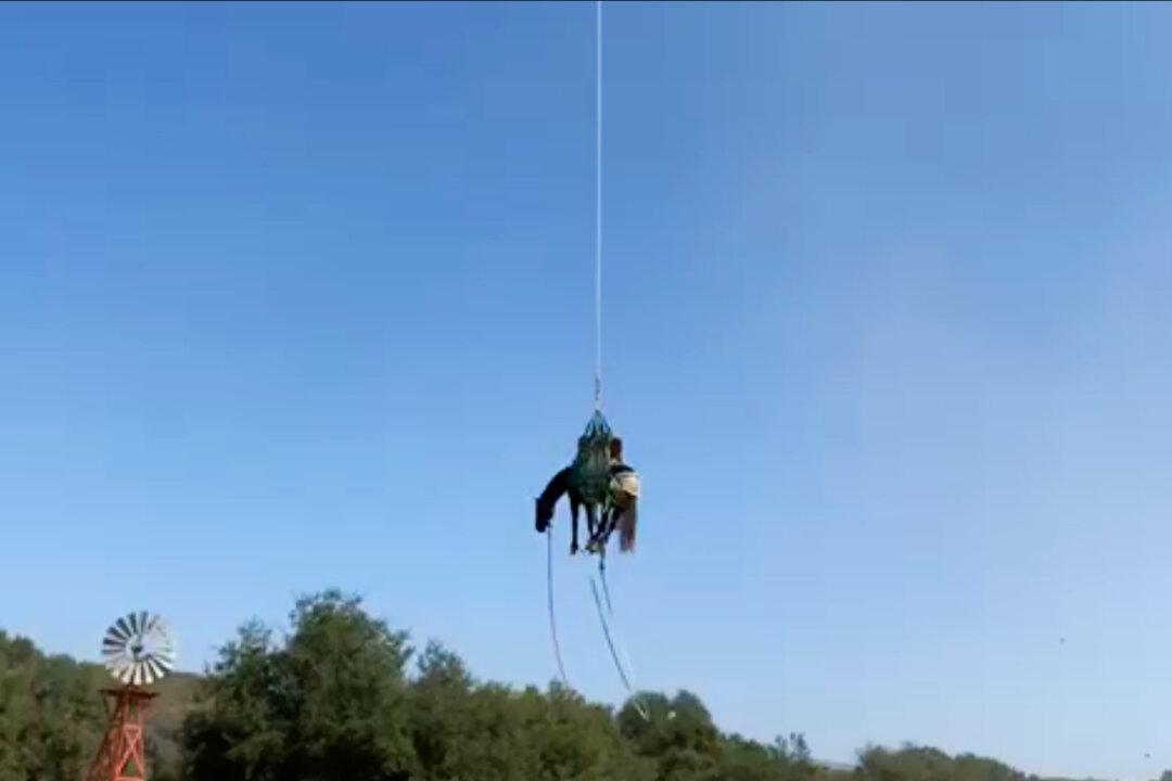Horse Takes Flight After Falling Into OC Ravine