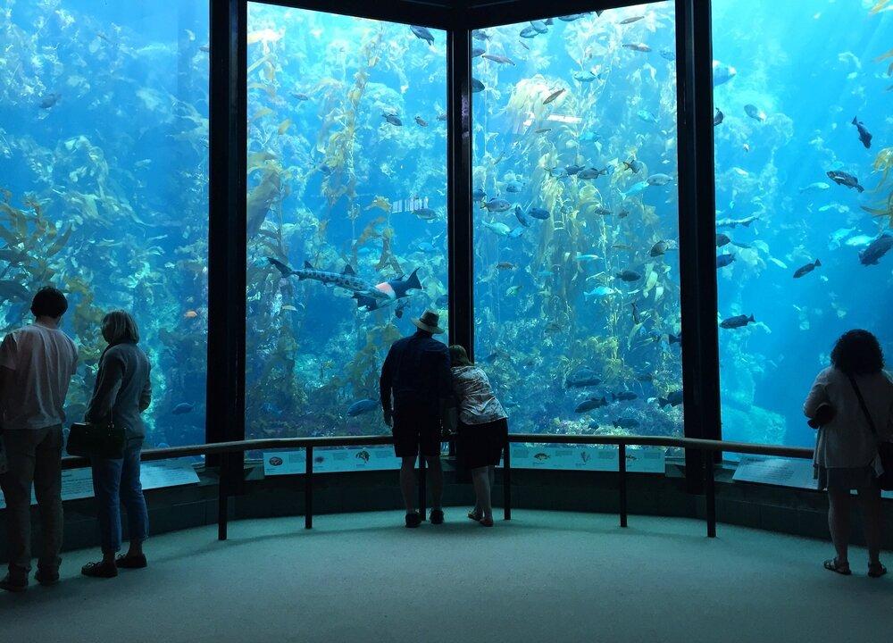 Monterey Bay Aquarium Celebrates 40th Anniversary With Free Tickets for County Residents