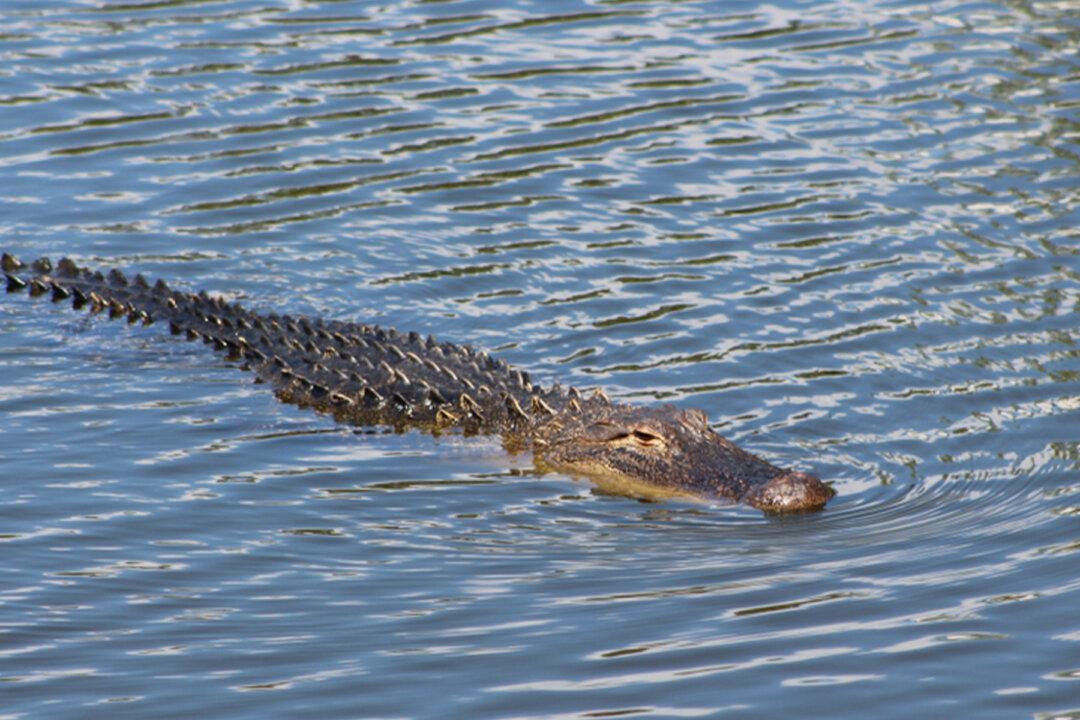 Florida Man Fights Off 8ft Alligator That Attacked Him While Walking His Dog Along Canal