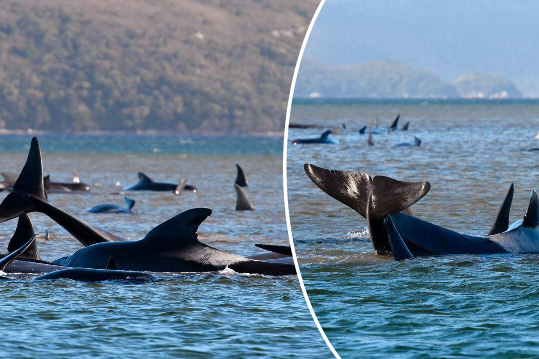 88 Pilot Whales Rescued and Nearly 400 Dead in a Mass Stranding in Australia