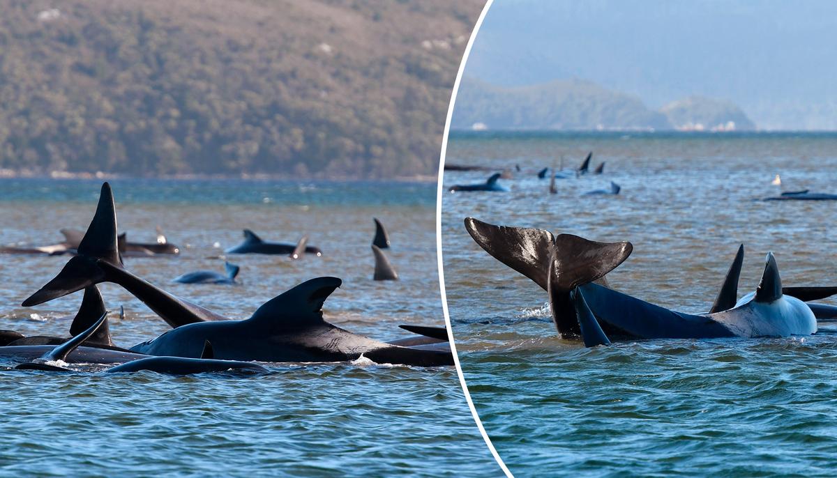 88 Pilot Whales Rescued and Nearly 400 Dead in a Mass Stranding in Australia
