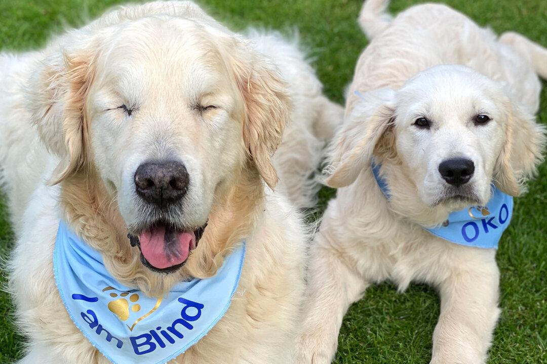Blind Golden Retriever Gets His Own Tiny Guide Dog to Find His Way on Walks