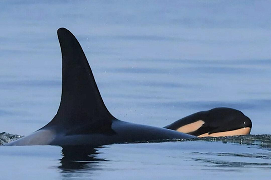 It’s a Boy! Mother Orca Gives Birth to ‘Robust,’ ‘Healthy’ Killer Whale Baby Off Coast of BC
