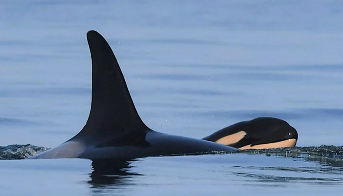 It’s a Boy! Mother Orca Gives Birth to ‘Robust,’ ‘Healthy’ Killer Whale Baby Off Coast of BC