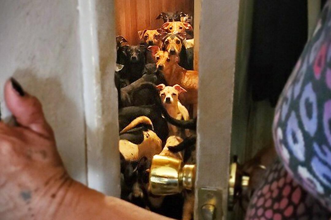 Couple Caught With 100 Dogs in House, 8 Dead, Arrested for Animal Cruelty, Neglect