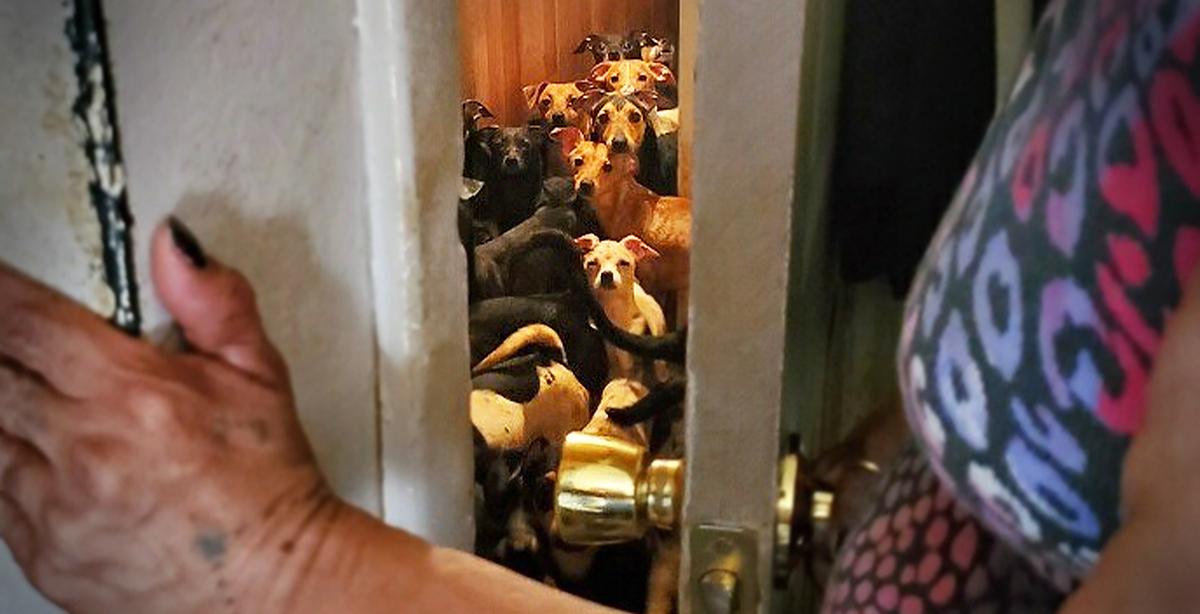 Couple Caught With 100 Dogs in House, 8 Dead, Arrested for Animal Cruelty, Neglect