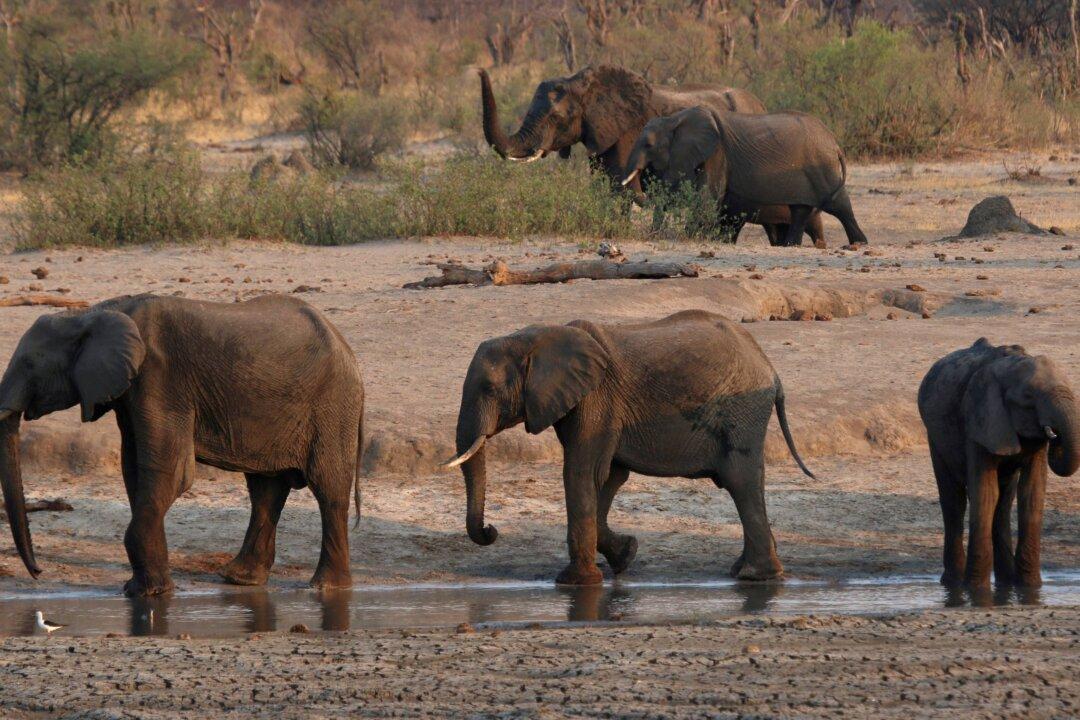 Zimbabwe Suspects Bacterial Disease Behind Elephant Deaths