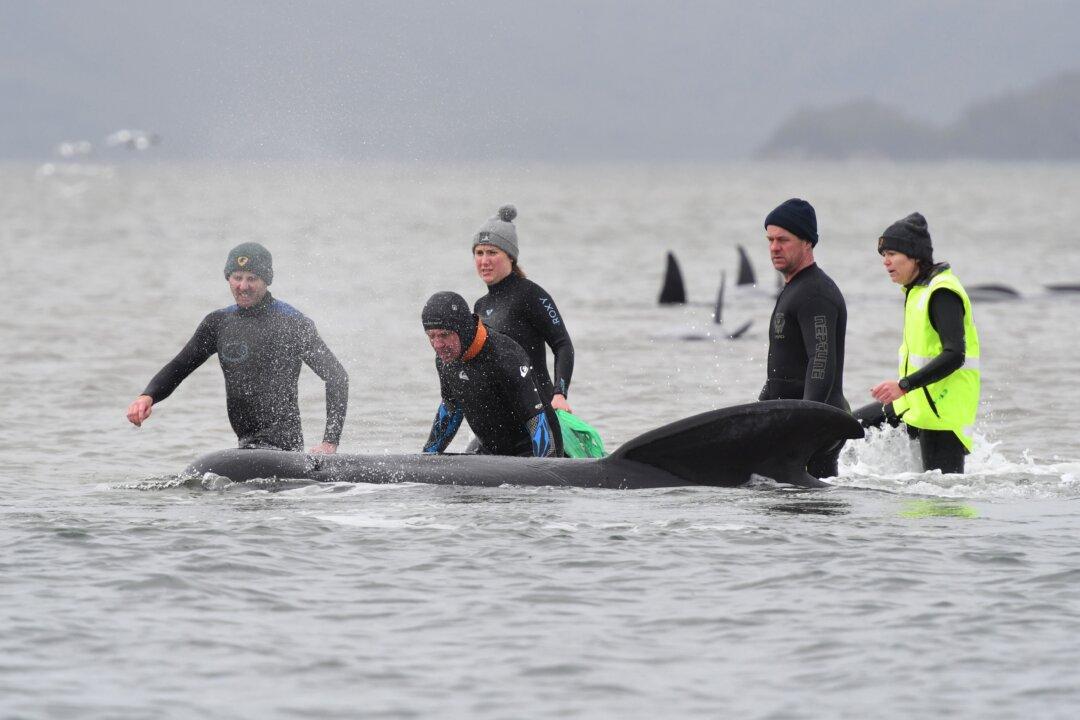 Samples From Stranded Whales Give Hope for Research on Beachings