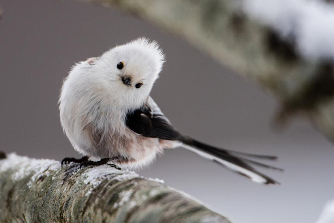 Majestic Birds: Each One Is the Most Beautiful and Cutest of All