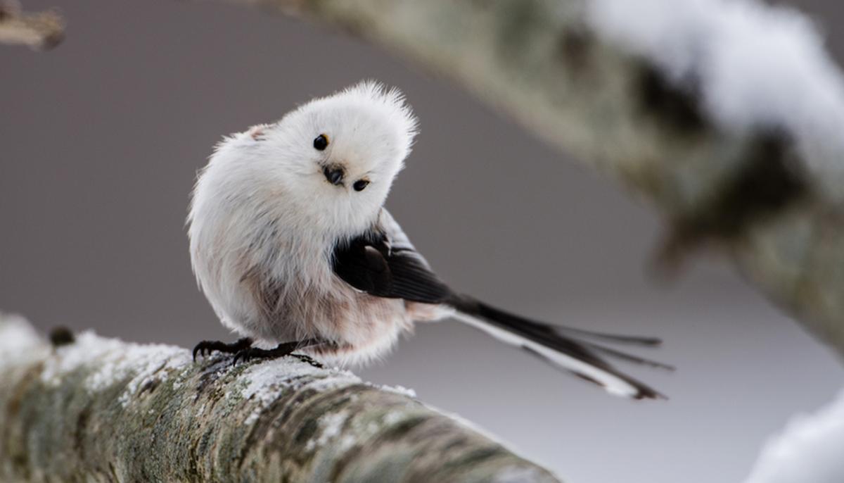 Majestic Birds: Each One Is the Most Beautiful and Cutest of All