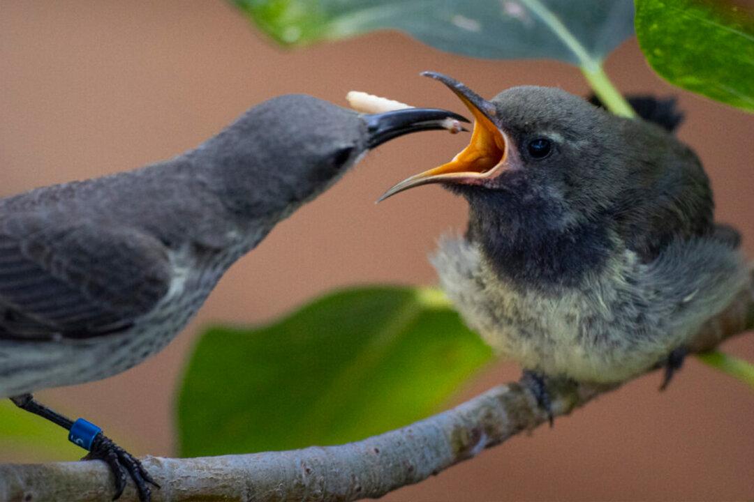 Rare Splendid Sunbird Pair Rears Chick at San Diego Zoo, Only Three of Their Kind in US