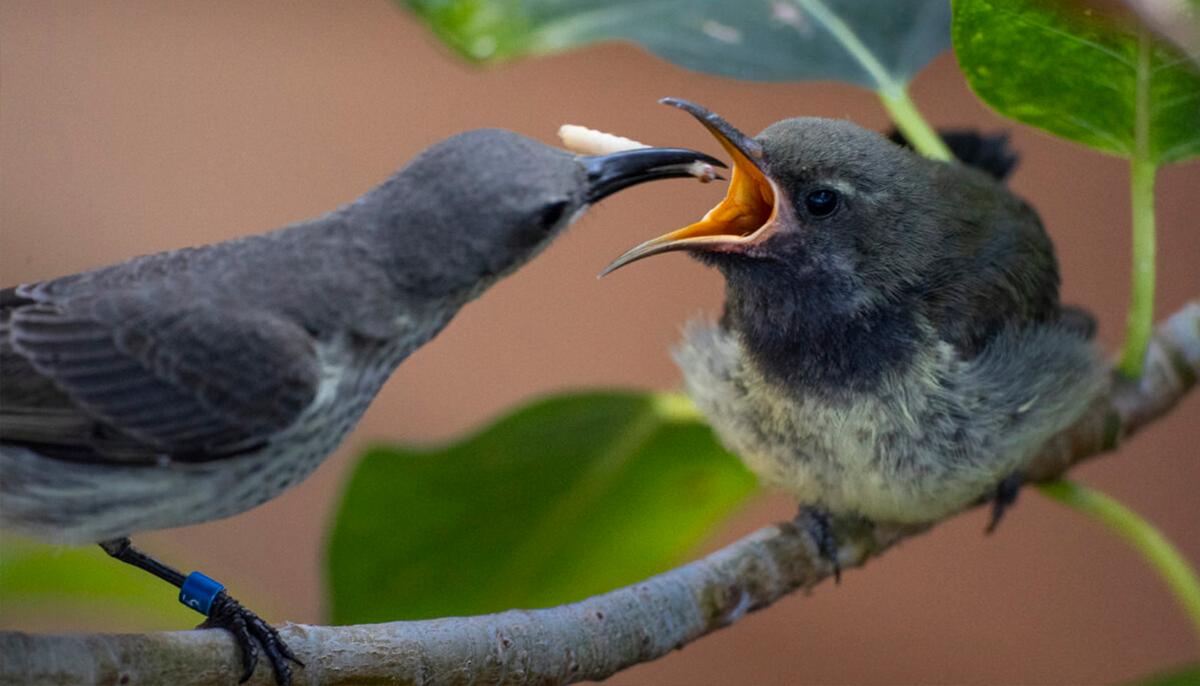 Rare Splendid Sunbird Pair Rears Chick at San Diego Zoo, Only Three of Their Kind in US