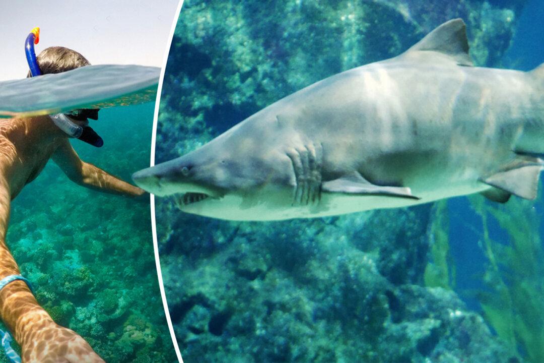 Pregnant Woman Saves Husband Attacked by 9ft Bull Shark While Snorkeling in Florida Keys