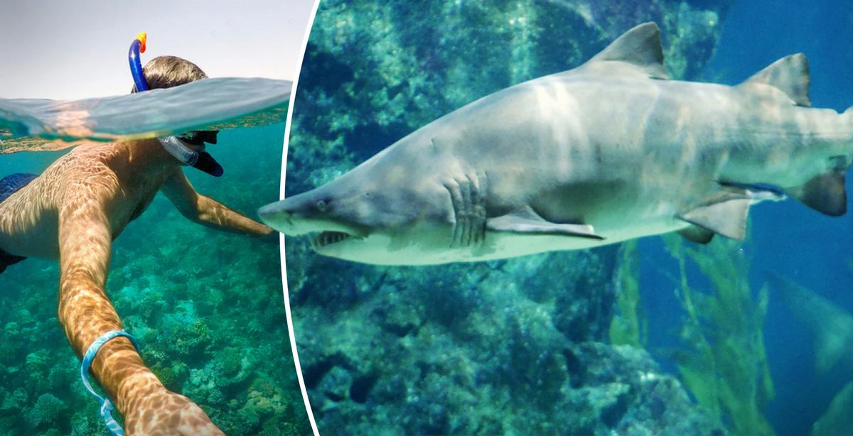 Pregnant Woman Saves Husband Attacked by 9ft Bull Shark While Snorkeling in Florida Keys