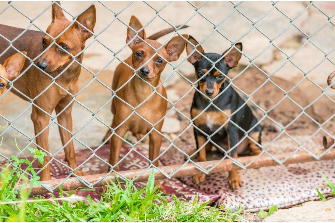 Shelter Rescues 26 Dogs Living in Crates in an Apartment After Owner Faces Eviction