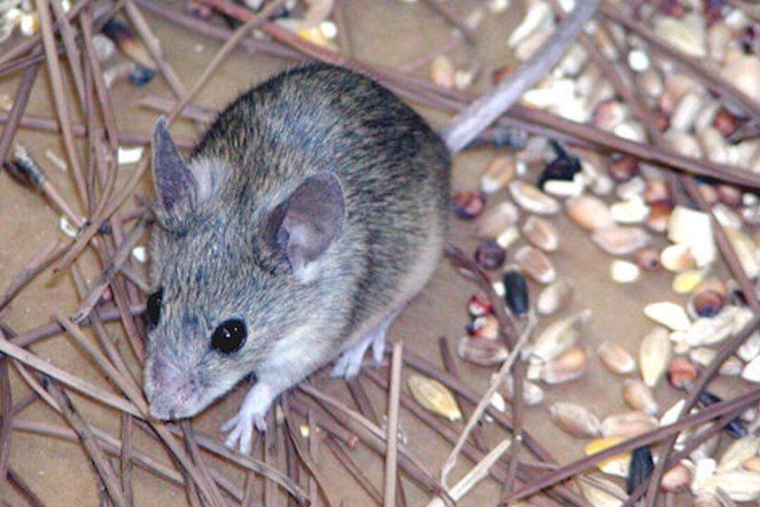 Bubonic Plague Rages in Inner Mongolia, Suspected Case Reported in Yunnan