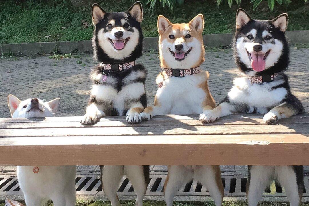 Naughty Shiba Inu Ruins Perfect Group Photos With Her Siblings by Pulling Off Goofy Antics