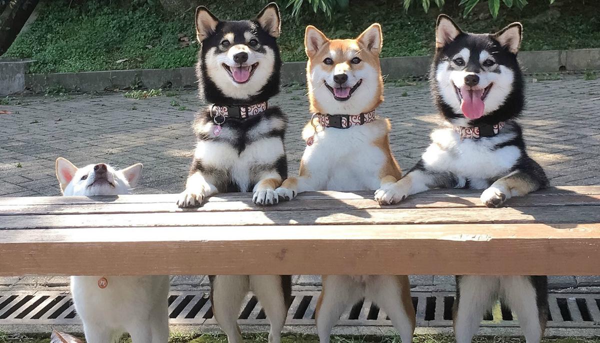Naughty Shiba Inu Ruins Perfect Group Photos With Her Siblings by Pulling Off Goofy Antics