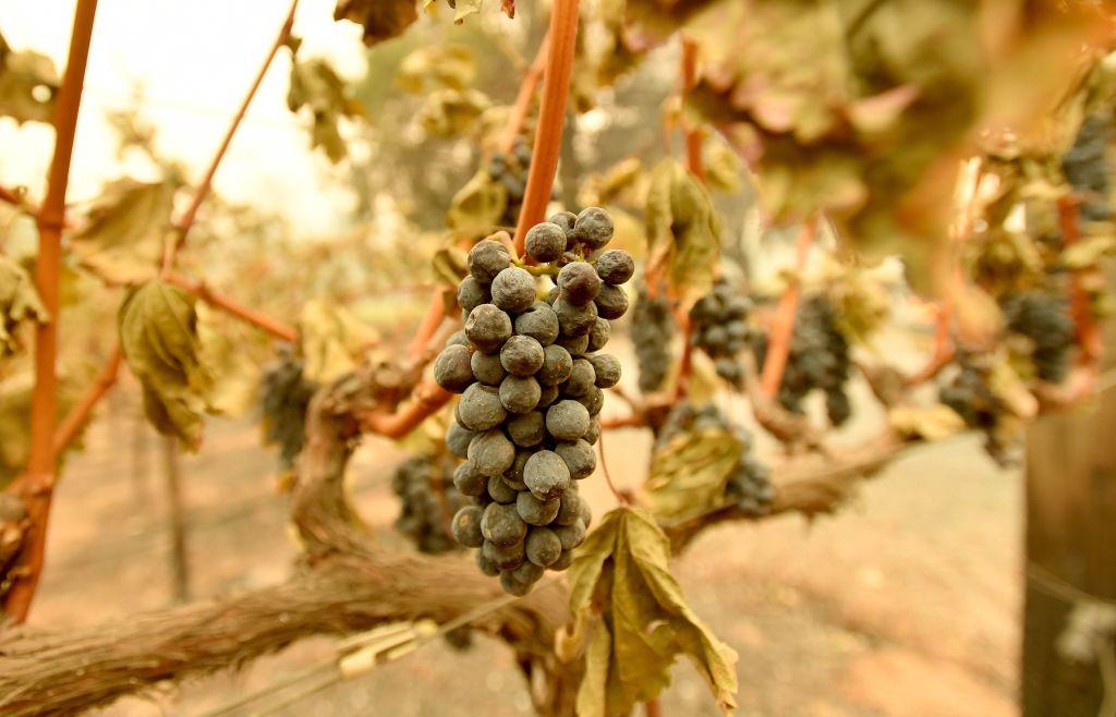 Wine Talk: Napa Valley Fire Update