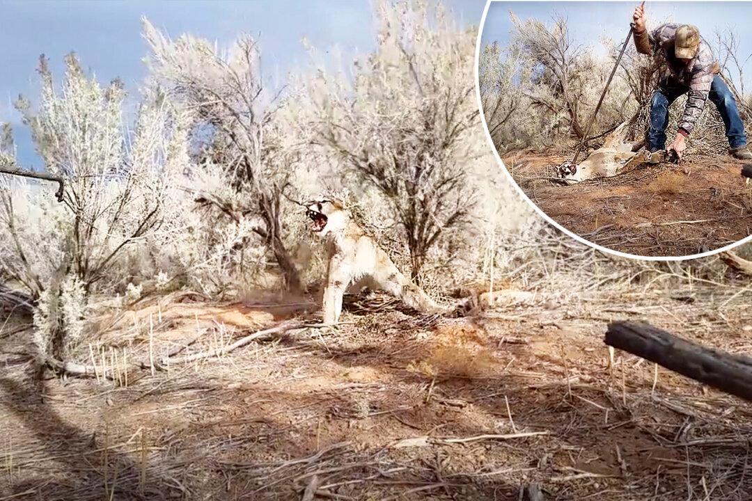 Enraged Mountain Lion Caught in Hunter’s Trap Hisses as He Tries to Free Ferocious Feline