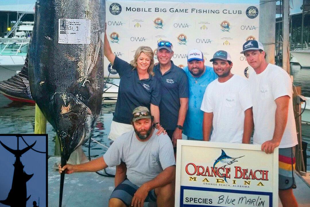 Woman Reels In 852lb ‘Monster’ Marlin in Gulf of Mexico, Sets State Record for Largest Fish