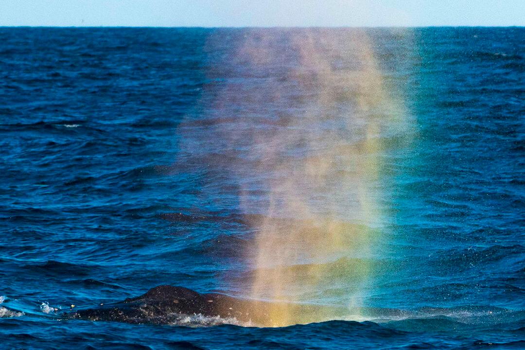 Stunning Photo Shows Humpback Whale Spurting Colorful ‘Rainbow’ From Its Blowhole