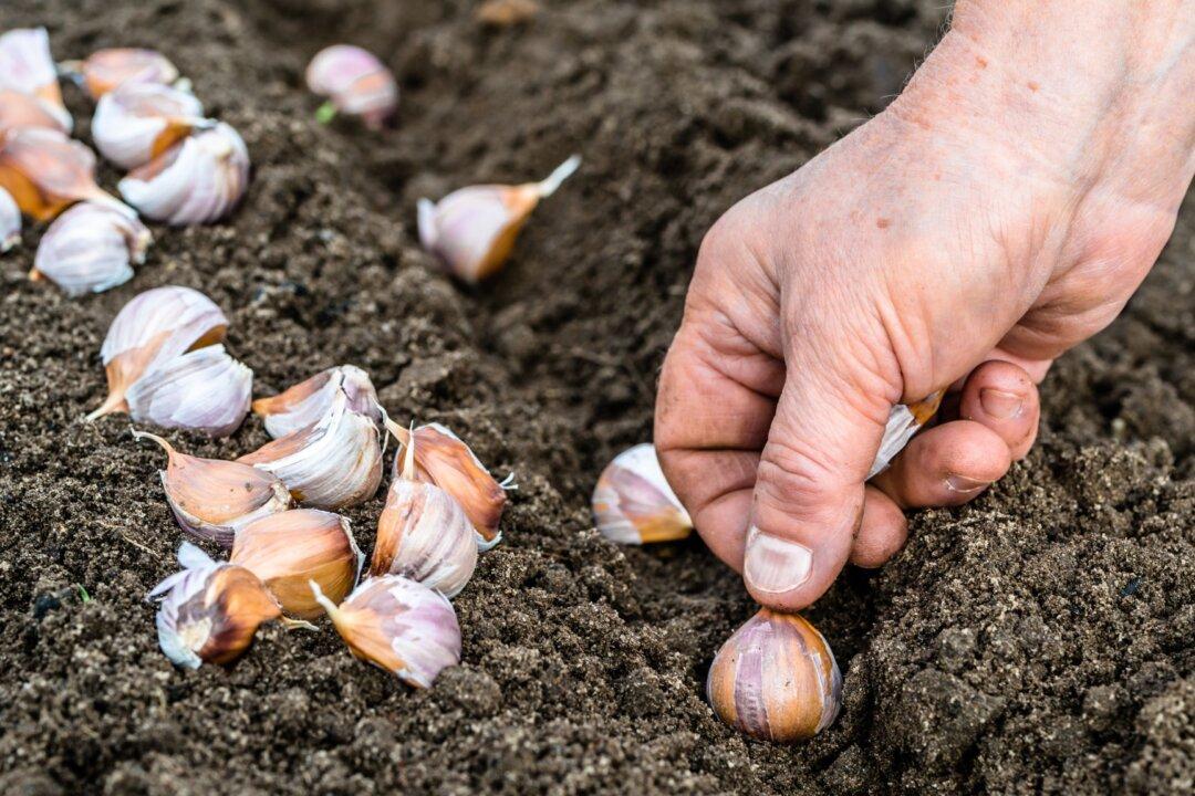The 4 Seasons of Garlic
