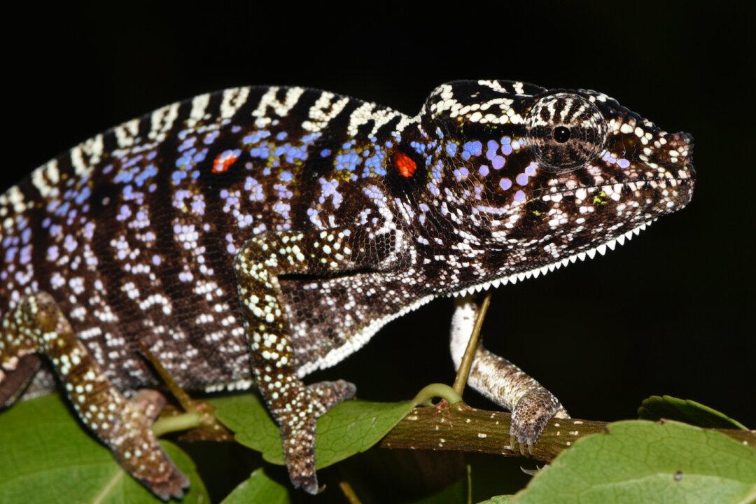 Scientists Rediscover Elusive Chameleon Last Seen 100 Years Ago in Madagascar