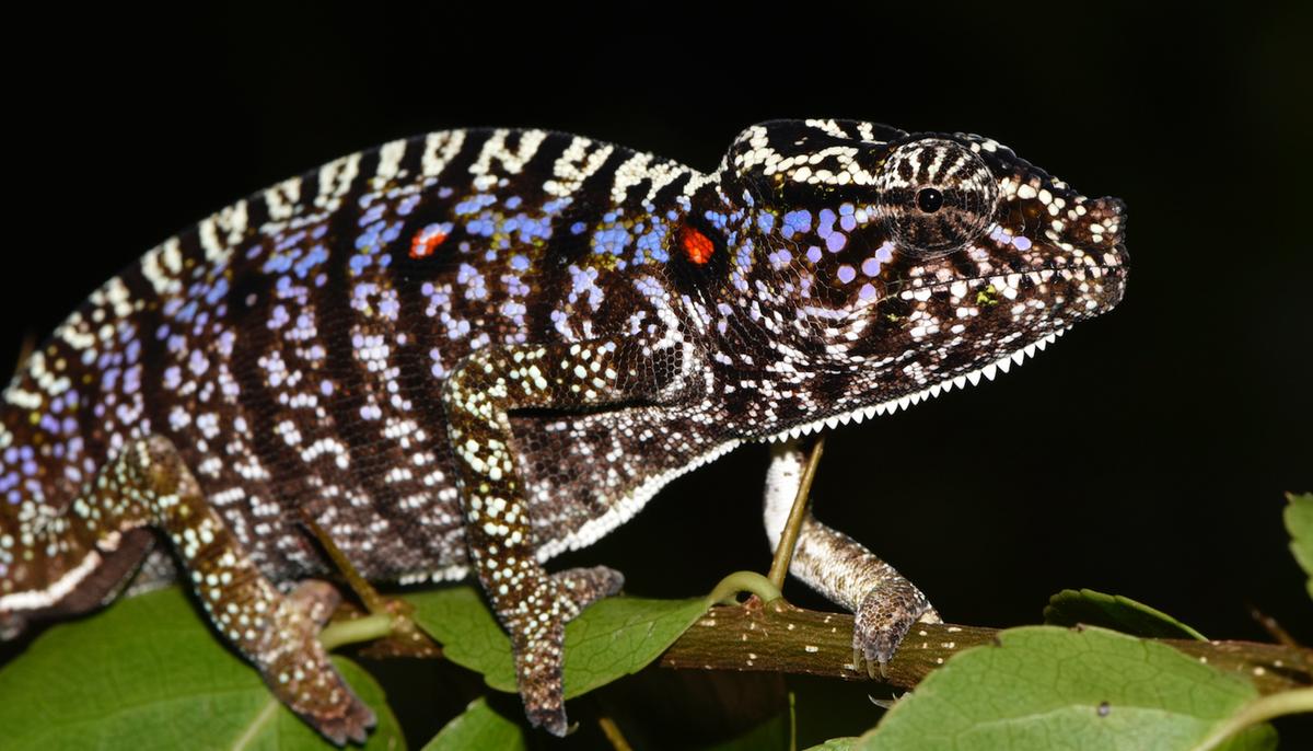 Scientists Rediscover Elusive Chameleon Last Seen 100 Years Ago in Madagascar