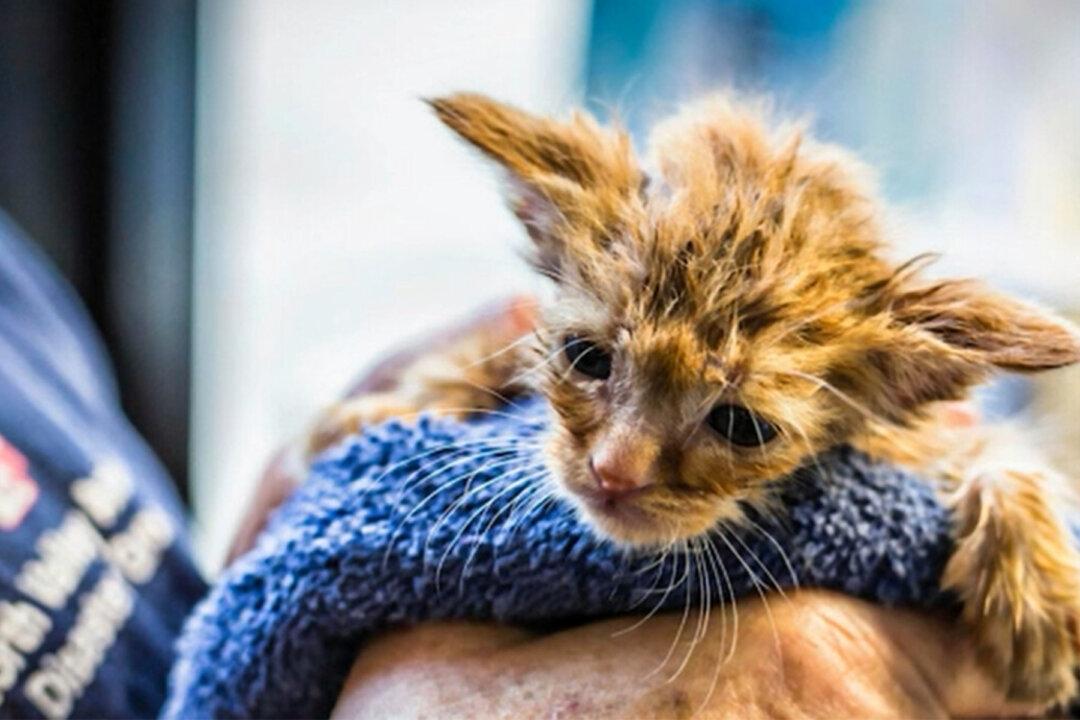 Ash-Covered Kitten Dubbed ‘Baby Yoda’ Rescued From California Wildfires