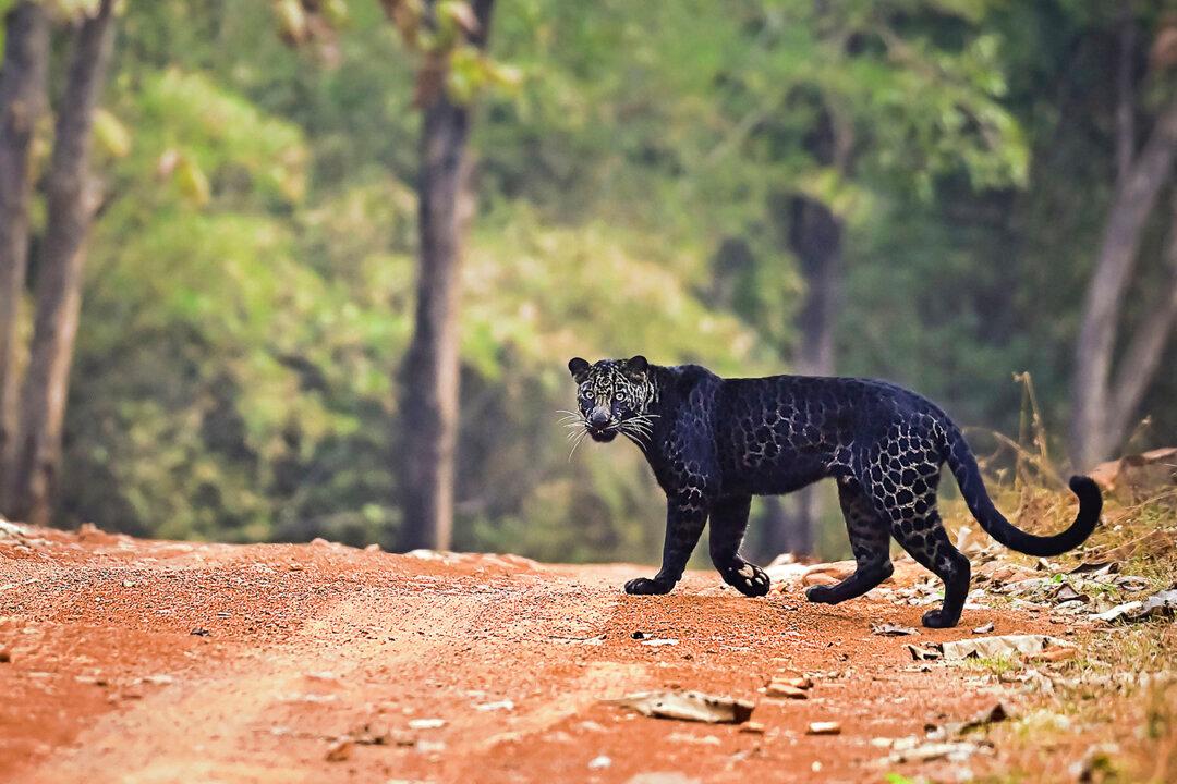 Photographer Captures Images of Extremely Rare Black Leopard After 2 Years of Waiting