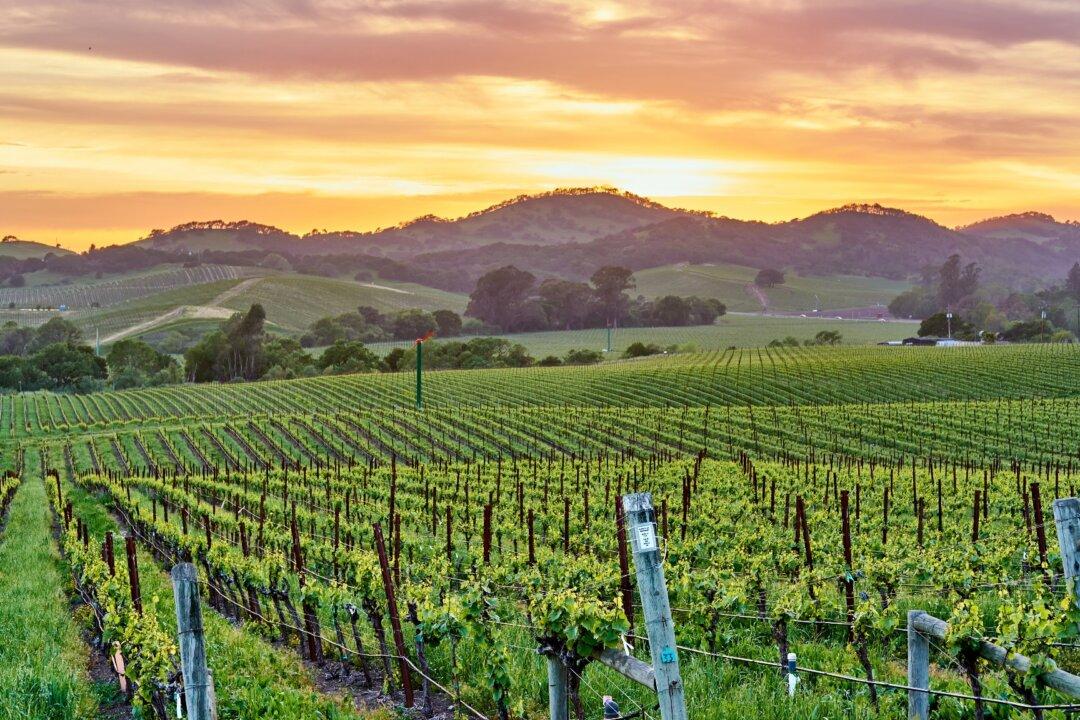 Wine Talk: Somm Challenge Standouts