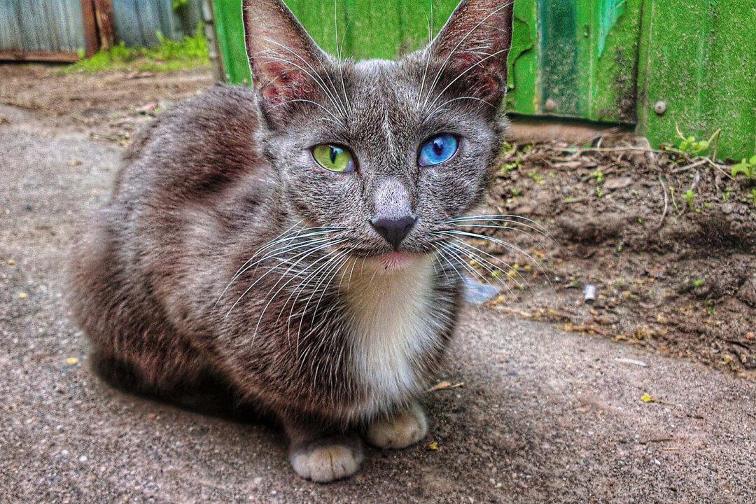 Starving Cat Covered in Dirt and Fleas Rescued From the Streets Has the Most Gorgeous Eyes