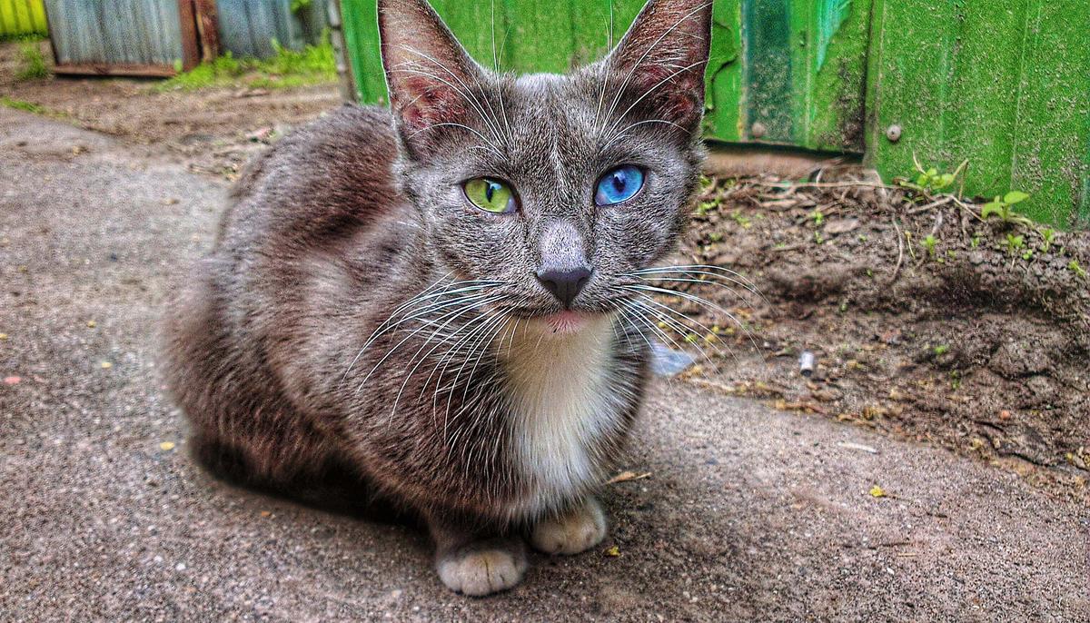 Starving Cat Covered in Dirt and Fleas Rescued From the Streets Has the Most Gorgeous Eyes