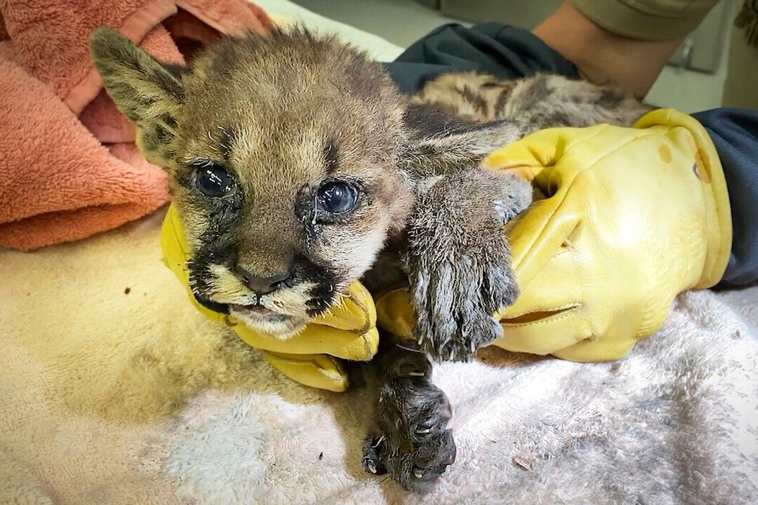 Badly Burned Mountain Lion Cub Rescued From Zogg Wildfire, Treated at Oakland Zoo