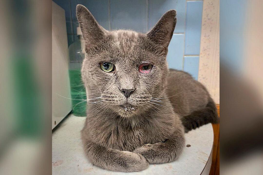 Animal Rescuers Find 49 Dead Felines, 161 Cats in Critical Condition in ‘Pet Sanctuary’ in Ohio